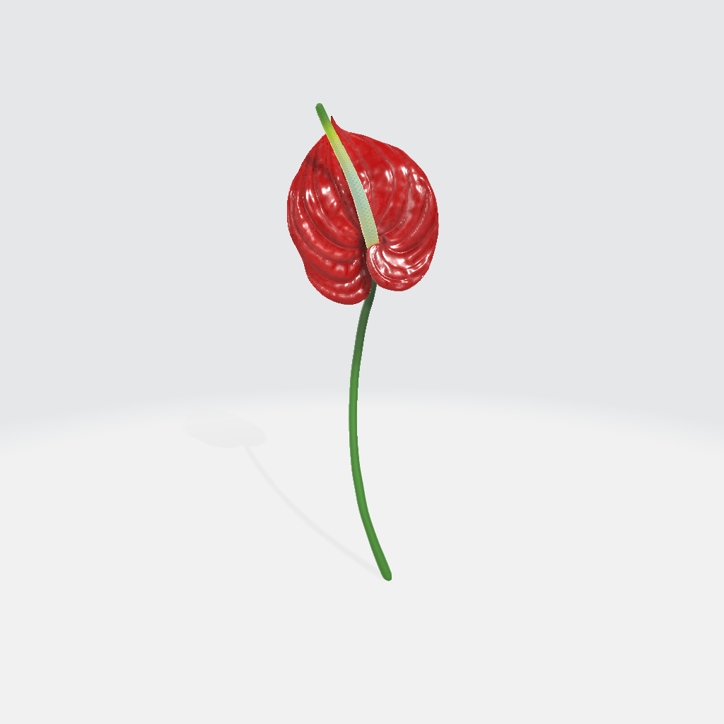 Anthurium flower