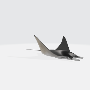 Mobula rays