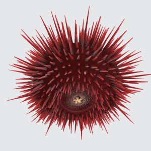 Red sea urchin