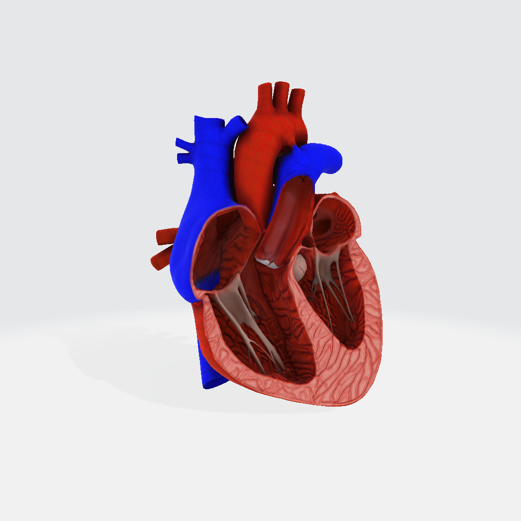 Beating Heart 3D Model