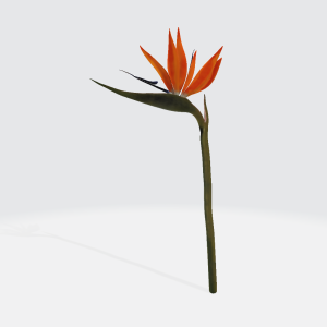 Bird of Paradise Flower 3D Model