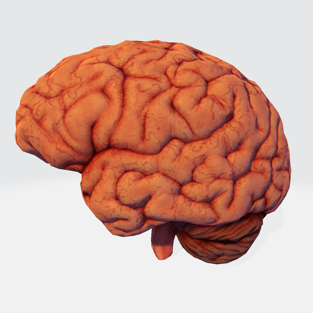 Brain 3D Model
