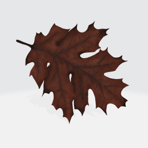 Brown Fall Leaf 3D Model