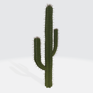 Cactus 3D Model
