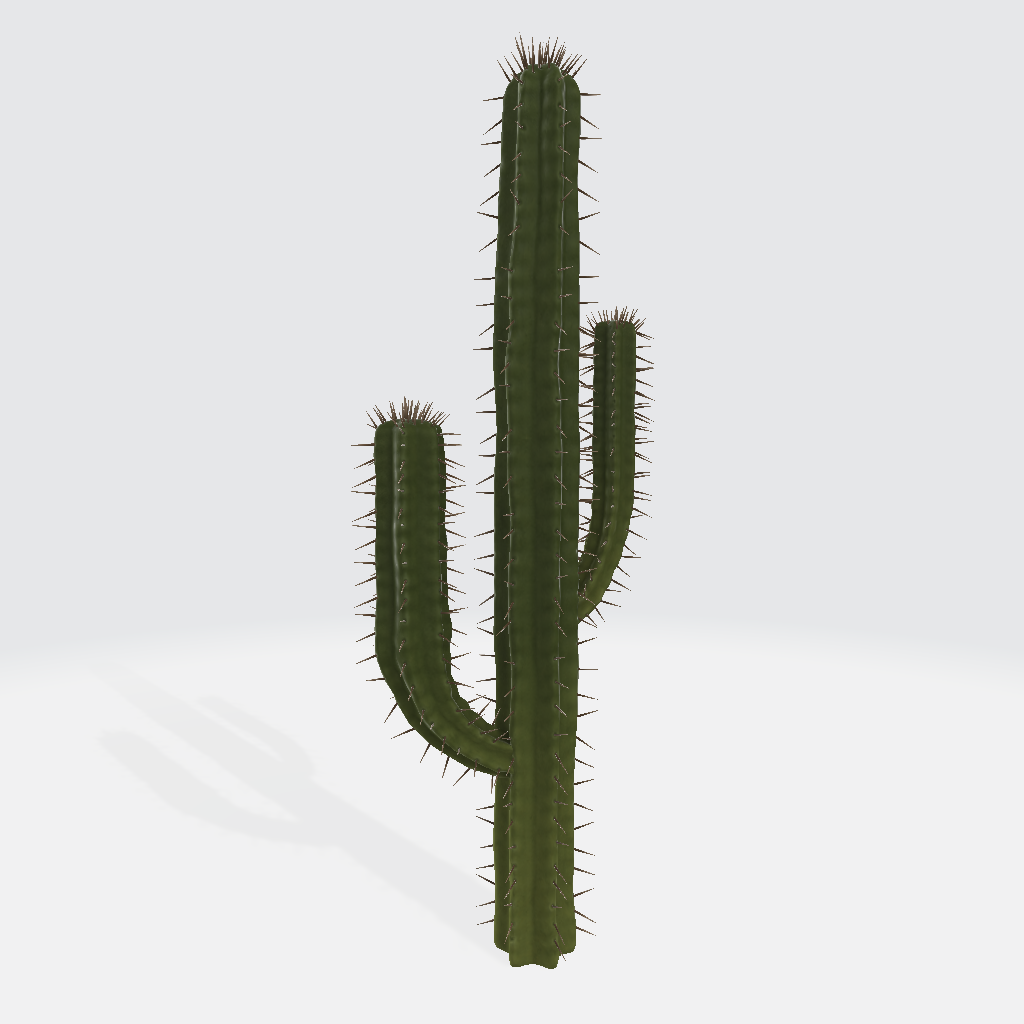 Cactus 3D Model