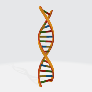 DNA 3D Model
