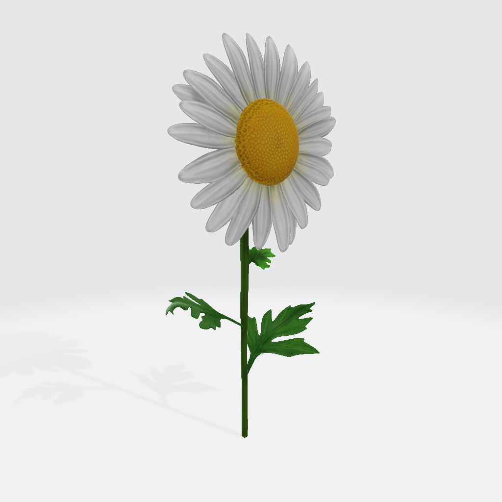Daisy Flower 3D Model