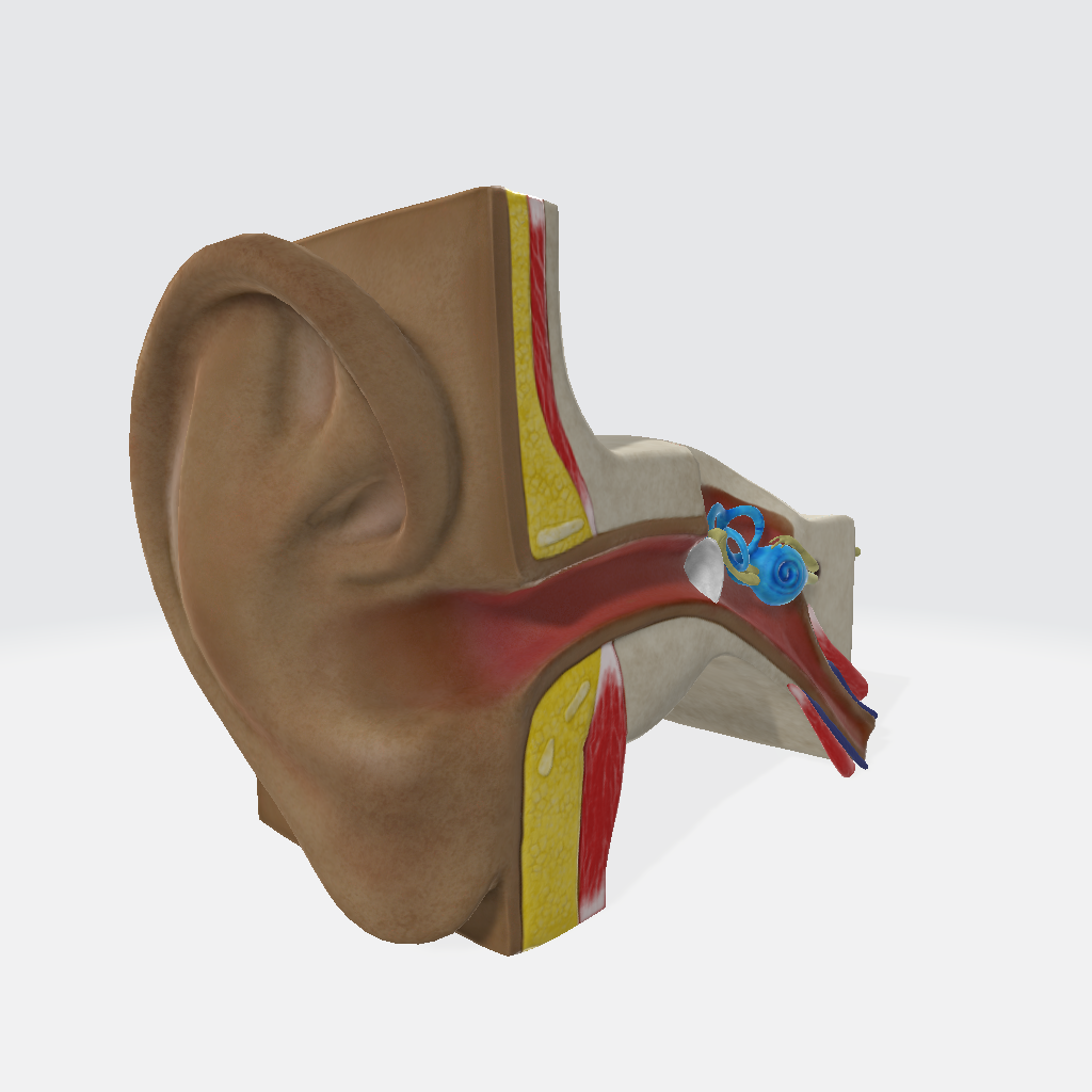 Ear Canal 3D Model