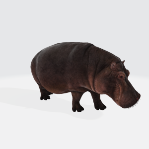 Hippopotamus 3D Model