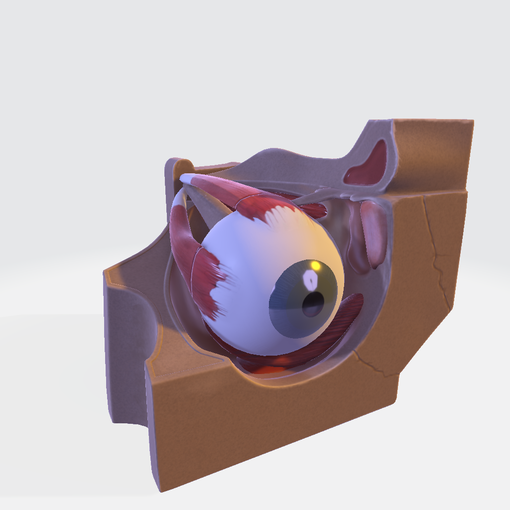Human Eye 3D Model