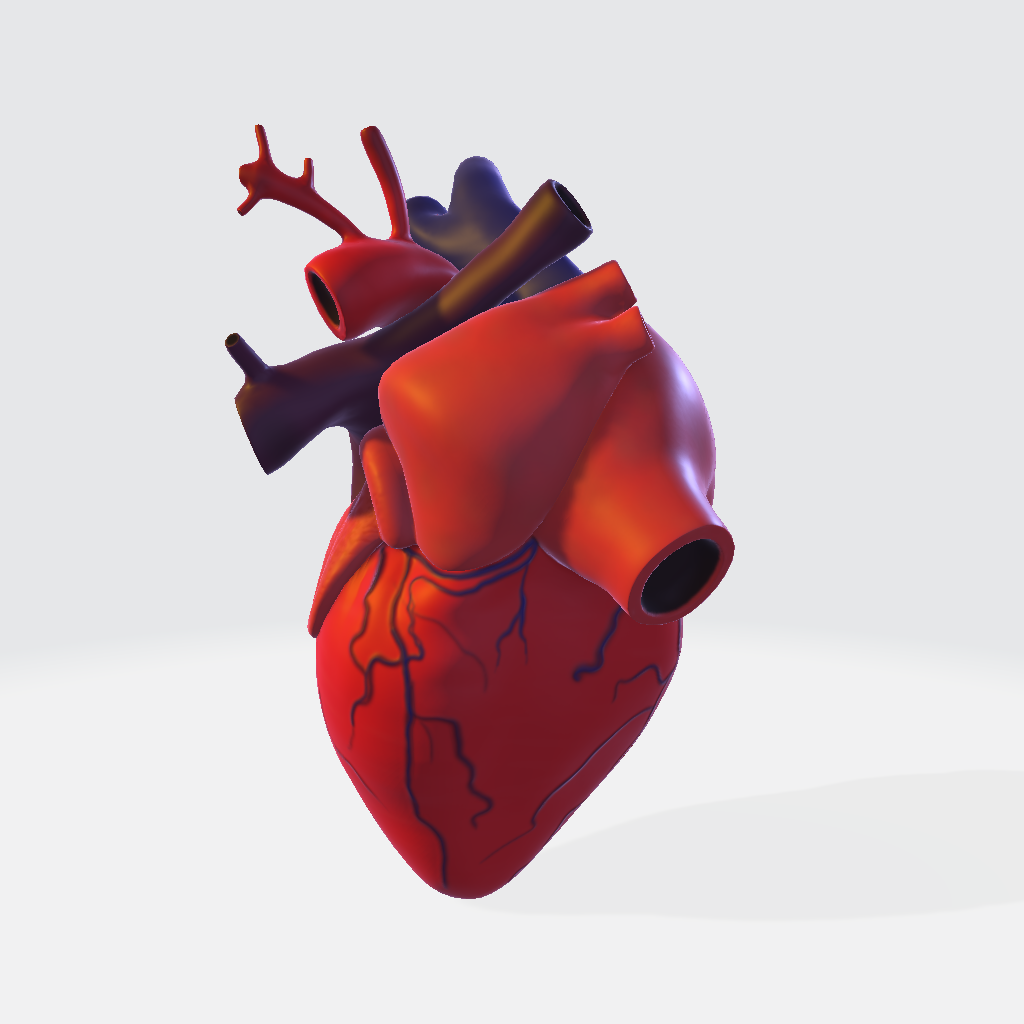 Human Heart 3D Model