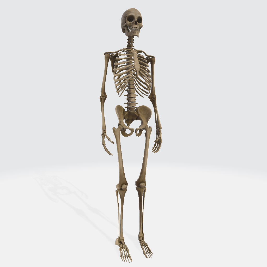 Human Skeleton 3D Model