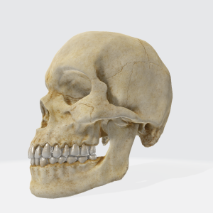 Human Skull 3D Model