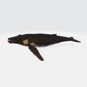 Humpback Whale 3D Model