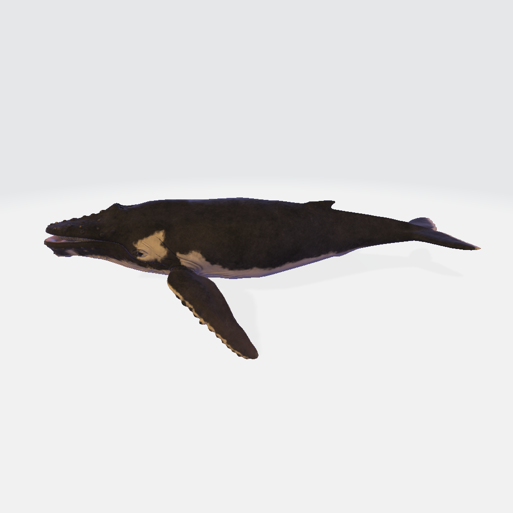 Humpback Whale 3D Model