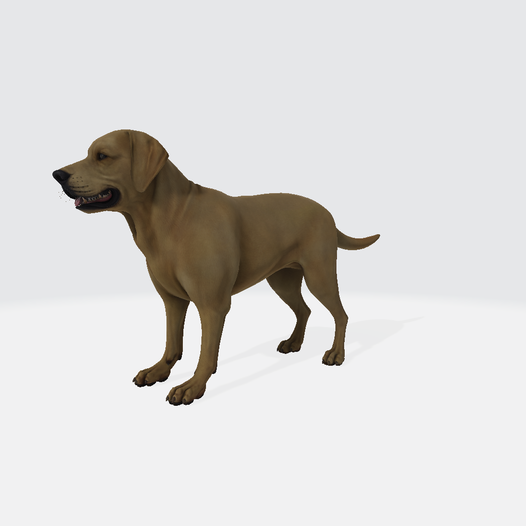 Labrador Retriever 3D Model