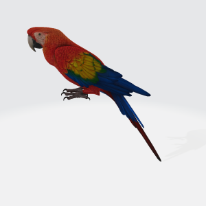 Parrot 3D Model