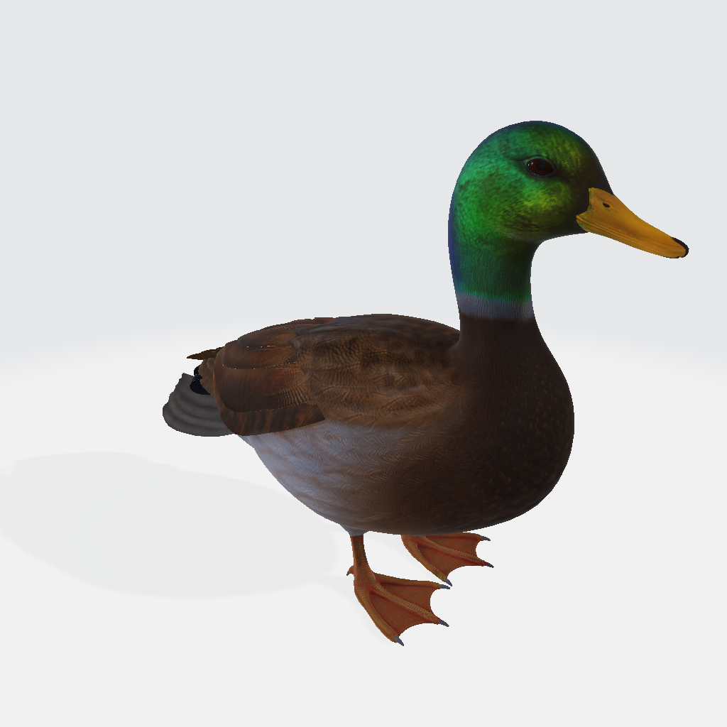 Realistic Duck 3D Model