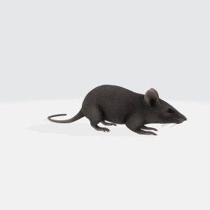 Realistic Rat 3D Model