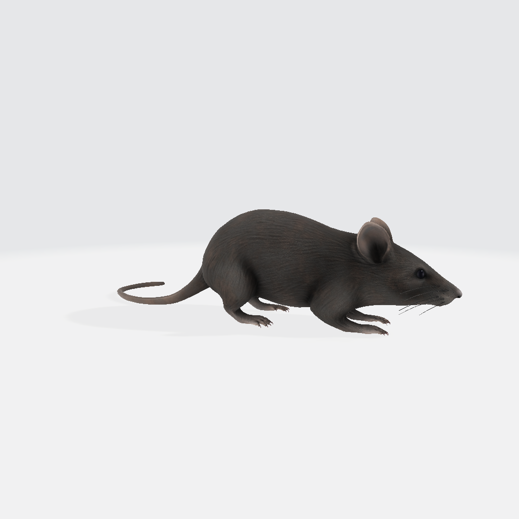 Realistic Rat 3D Model