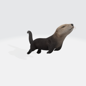 Sea otter 3D Model