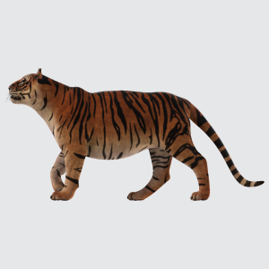 Tiger 3D Model