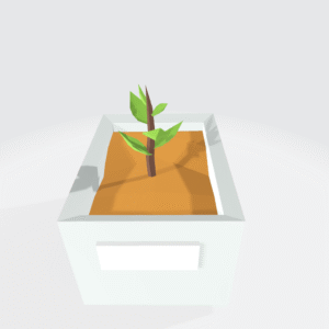 Small Pot Plant