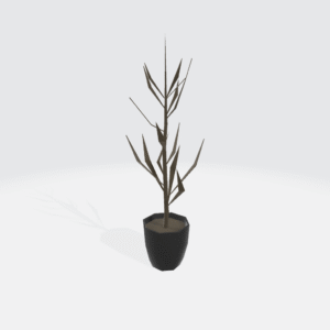 Dead Houseplant