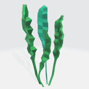 Kelp