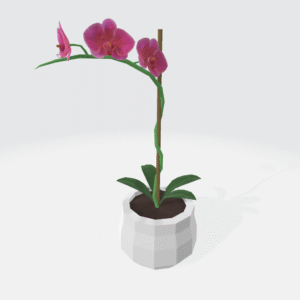 Orchid