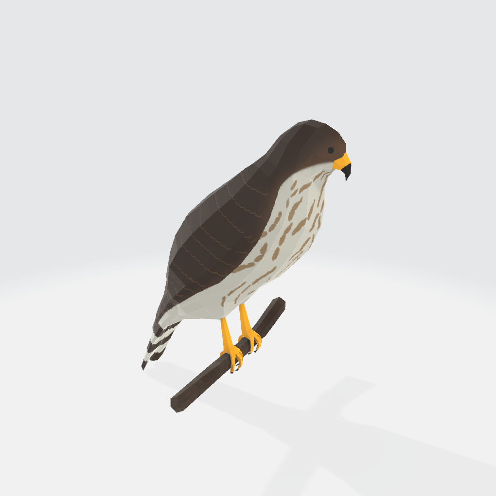 Sharp shinned hawk