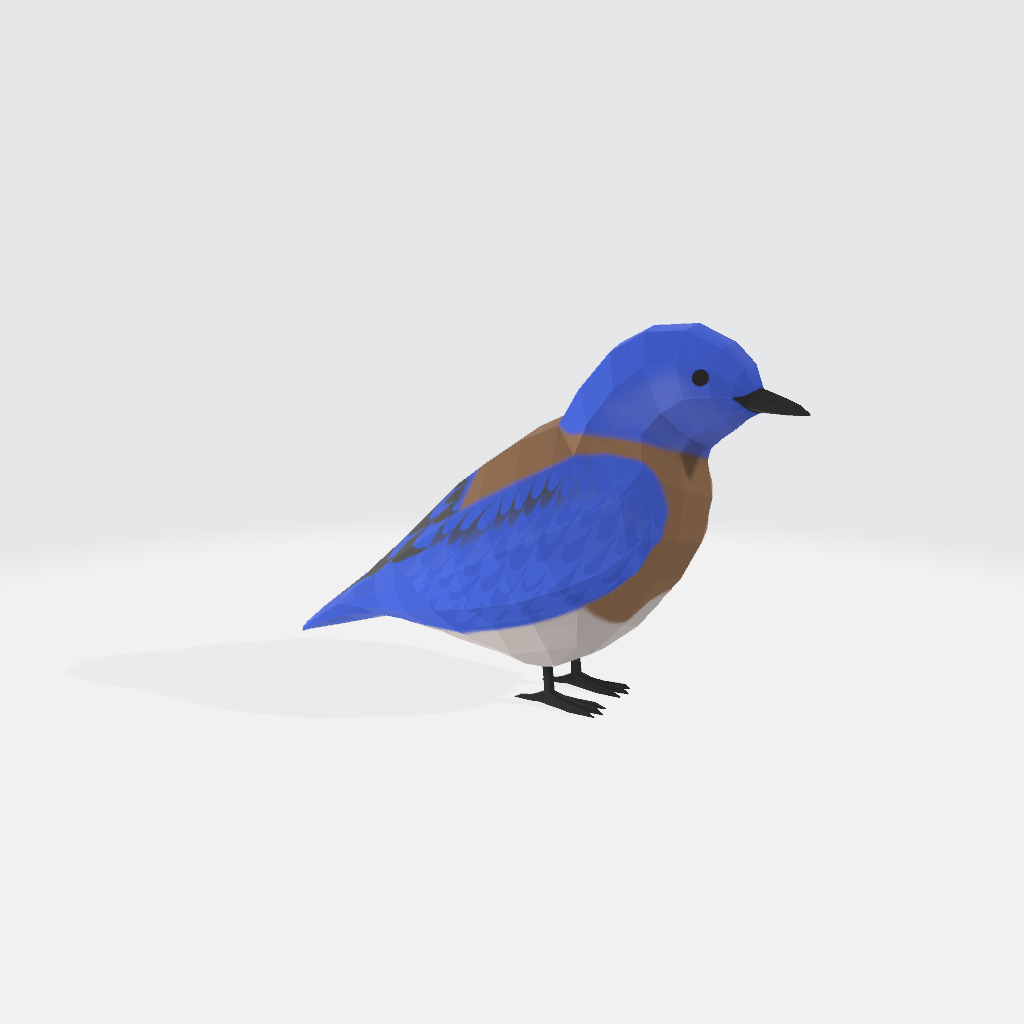 Western bluebird