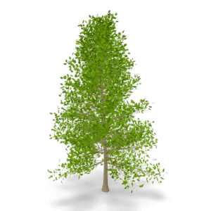 Detailed Summer Tree 3D