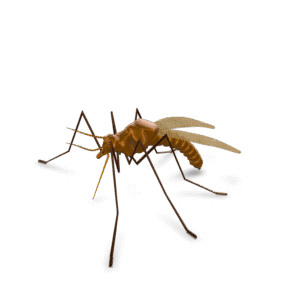 Animated Mosquito 3D Model