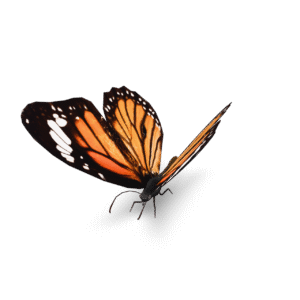 Monarch Butterfly Model 3D Model