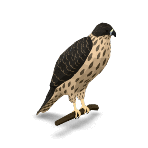 Low Poly Falcon 3D Model