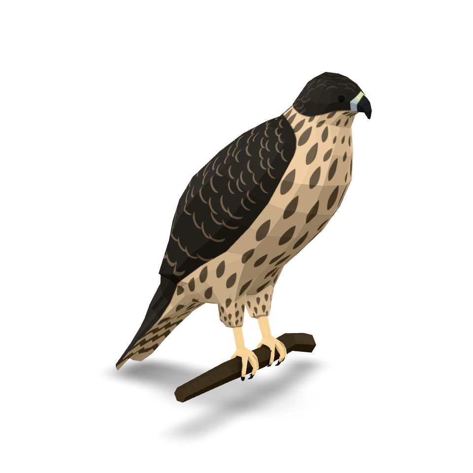 Low Poly Falcon 3D Model