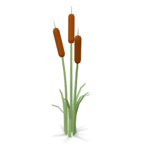 Low Poly Cattails 3D Model