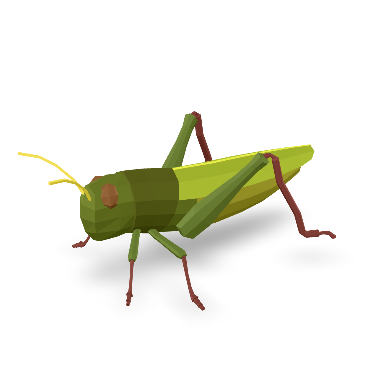 Low Poly Grasshopper 3D Model