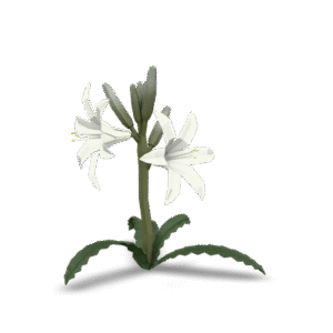 Low Poly Lily 3D Model