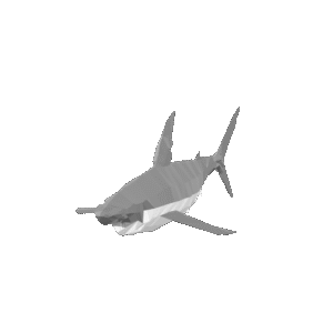 Low Poly Shark 3D Model
