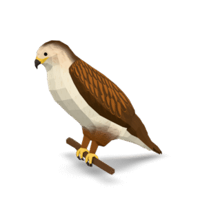 Low Poly Hawk 3D Model