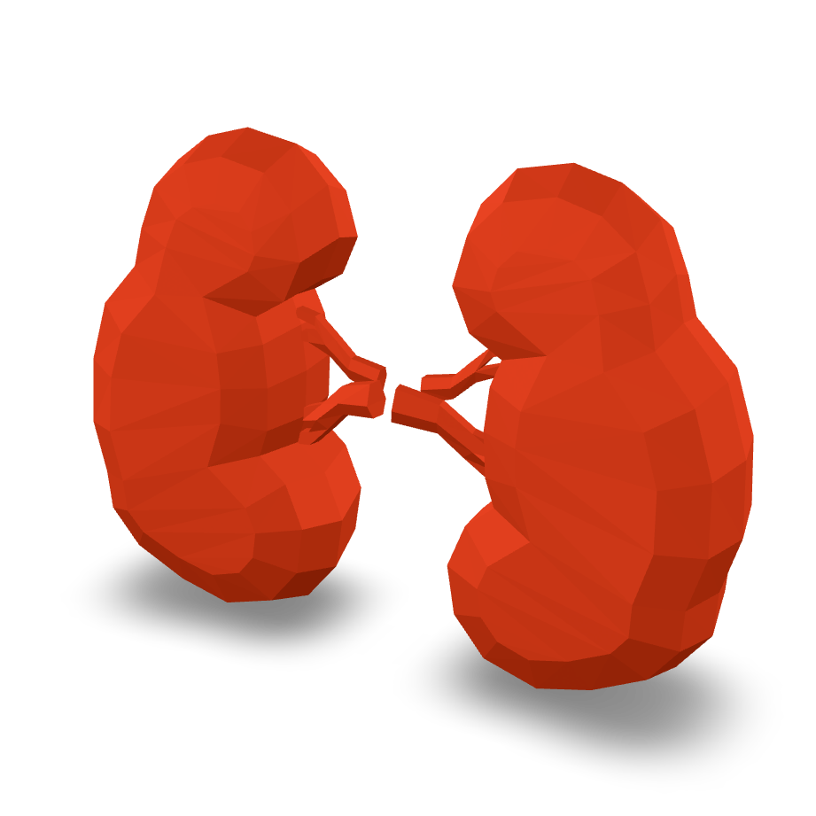 Low Poly Kidneys 3D Model