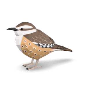Stylized Carolina Wren 3D Model