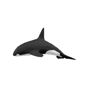 Low Poly Orca 3D Model