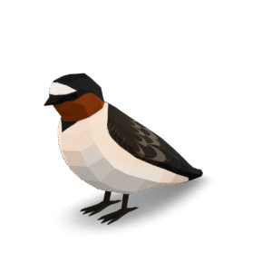 Low Poly Swallow 3D Model