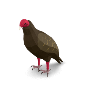 Low Poly Vulture 3D Model
