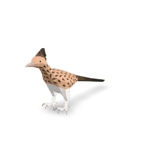 Low Poly Hoopoe 3D Model