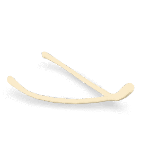 Human Clavicle Bone 3D Model