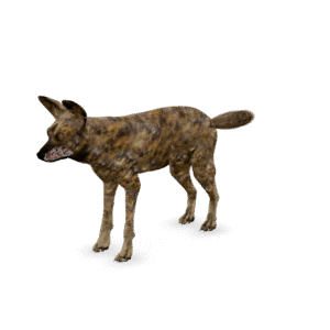 Spotted Wild Dog 3D Model